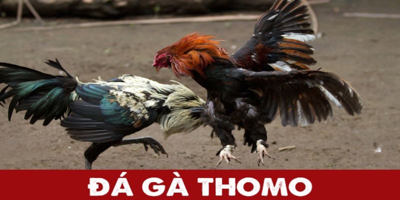 Đá Gà Thomo - Loại Hình Chọi Gà Trực Tuyến Hấp Dẫn Tại Hi88