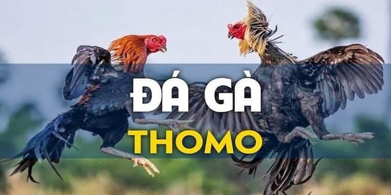 Thông tin tổng quan về loại hình đá gà Thomo bạn nên nắm